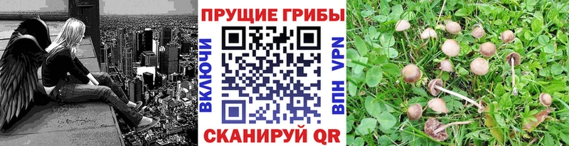 Галлюциногенные грибы мицелий  наркота  Назрань 